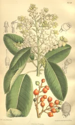 Arbutus menziesii